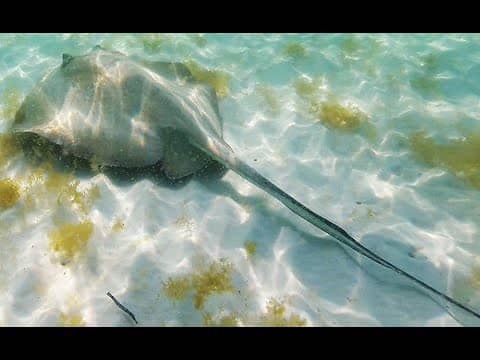 Swimming With A Wild Stingray In Destin, FL