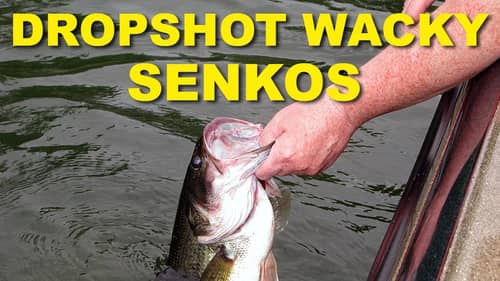 Wacky Rig - Dropshot Senko Techniques | Bass Fishing