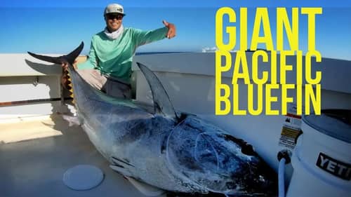 Giant Pacific Bluefin Tuna Big Tuna Dreams Part 2