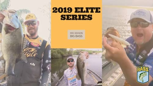 2019 Bassmaster Elite Series Mid-Season Big Bass Highlights