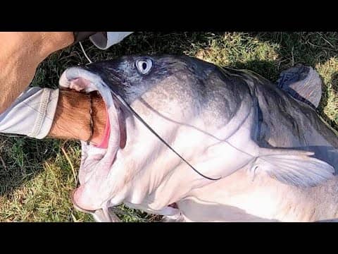 GIANT CATFISH in a CITY POND!!!