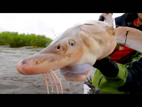 Fishing For Prehistoric Fish -- Manitoba Vlog No. 2
