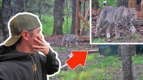 Bobcat Goes for My Backyard Chickens! (Caught in the Act)