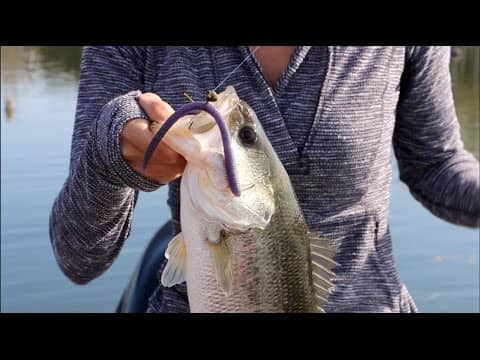 How to Find Big Bass on the Best Stumps