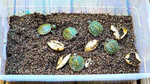 MY TURTLE EGGS HATCHED!!
