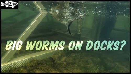 How Big Worms Excel for Dock Bass