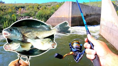 Nasty TRASH FISH Catch n' Cook at a SPILLWAY!!! (Drum + White Perch)