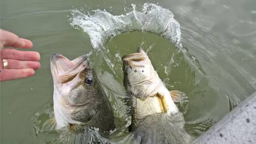 MAGIC Moment! DOUBLE Big Bass Catch with Spinnerbait