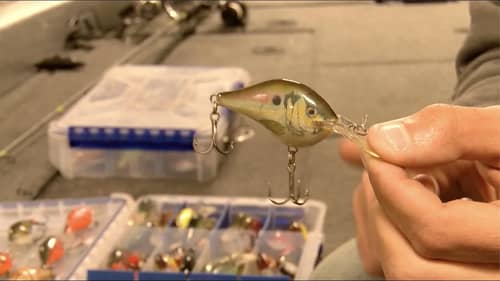 Brandon Lester's guide to selecting cold water crankbait colors