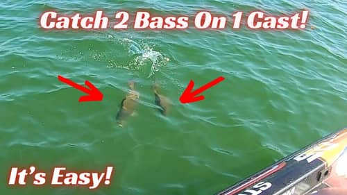 Catch Two Bass On One Cast! Here’s The Secret How To Do It!