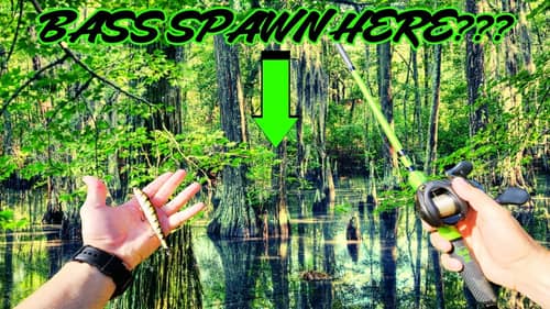 Chasing BIG BASS in CYPRESS FILLED Backwaters!!! || River Fishing