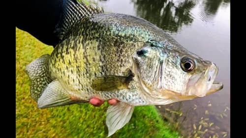 Catching GIANT CRAPPIE! Tips For Targeting Big Slabs.