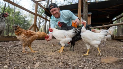 NEW Flock of Chickens | Do We Have a Rooster?
