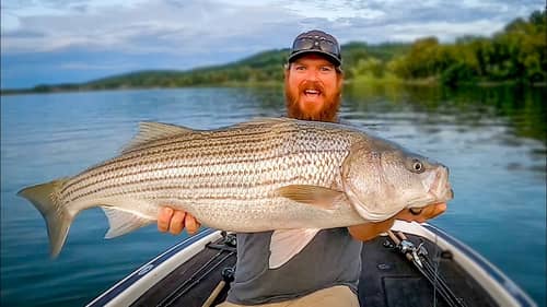Catching GIANT Striped Bass In a NEW Lake!