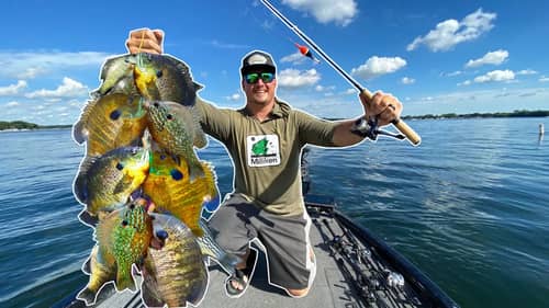 GIANT Summer Panfish CATCH CLEAN & COOK!!! (Delicious)
