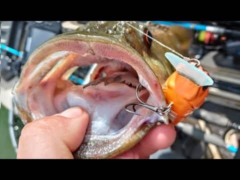 THESE FAT PRE SPAWN BASS WERE CRUSHING THIS CRANKBAIT!!!