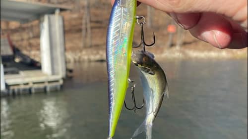Shad Are Not As Important To Bass As You Think…