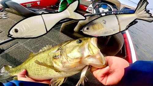 Throwing Glide Baits for Shallow Winter Bass