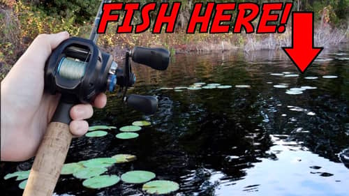 WATCH THIS Video Before Going Florida Bass Fishing!