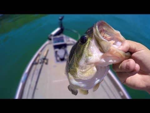 This is Why I Love Summer Bass Fishing on Clear Lake!