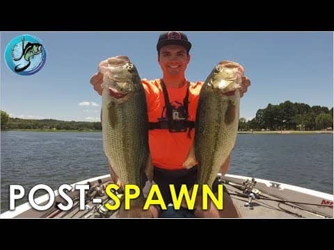 4 Proven Post-Spawn Patterns for Largemouth Bass