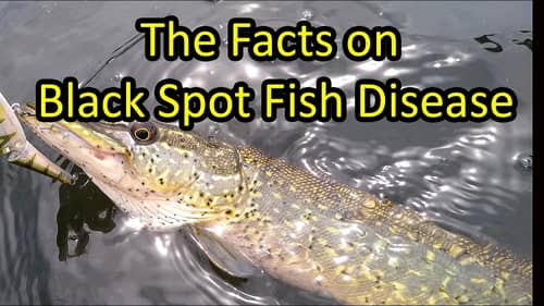 Black Spot Fish Disease - What You Need to Know