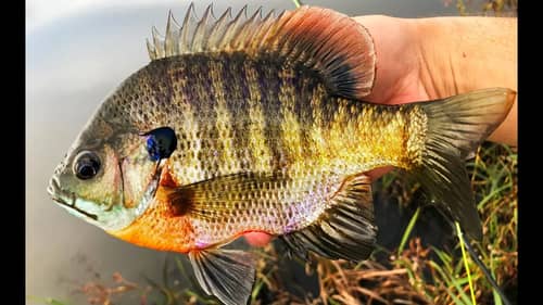 Catching MONSTER Bluegill On The Flyrod! Fly Fishing