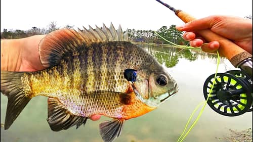 Fly Fishing for BIG BLUEGILL! (Panfish on the Fly Rod)