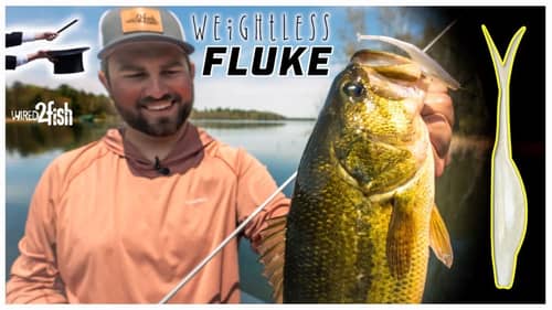 Sight Fishing Bass with Weightless Flukes