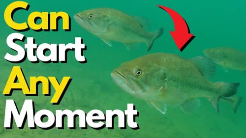 Always be READY For This in the Fall | Bass Fishing Tips