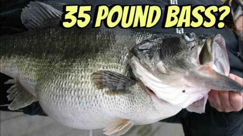 35 Pound Largemouth Bass Caught And Eaten…
