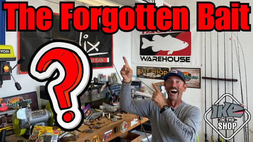 The Forgotten Bait! (Must KNOW!)