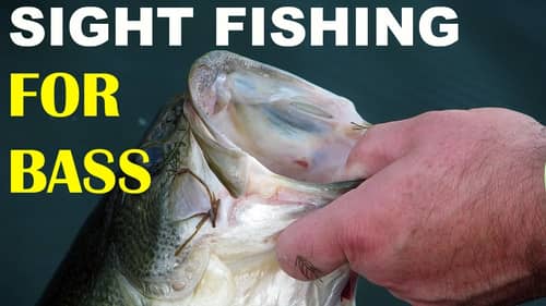 Sight Fishing For Bass | Bass Fishing