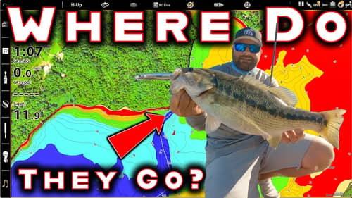 Where Do Bass Go In Fall? (And The Best Tricks To Catch Them)