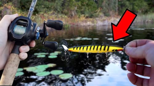 DON'T Go Florida Bass Fishing WITHOUT THIS Lure!