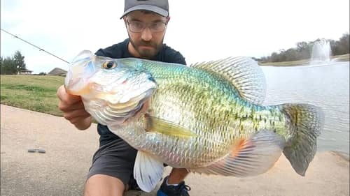I’ve BEEN CHASING THIS CRAPPIE FOR YEARS!! (INSANE)