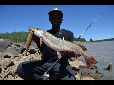 Fishing Big Swimbaits For Big Toothy Fish In Ultra Stained Dirty Water!