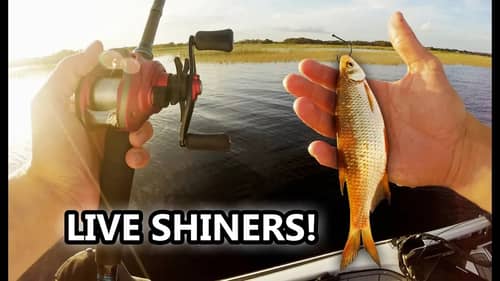 Fishing with LIVE SHINERS for BIG Fish! (Unexpected)