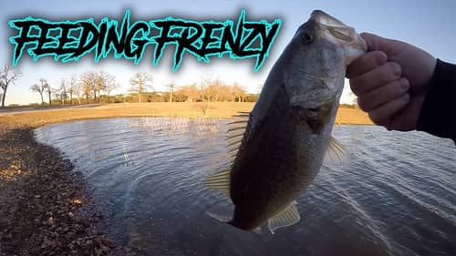 How The Fish Saved VEDUC | Bass Feeding Frenzy