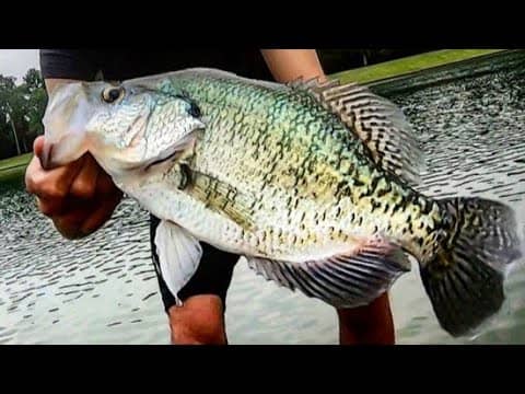 Fishing for HUGE SUMMER CRAPPIE!!