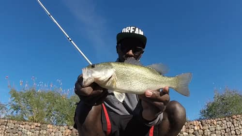 Fall Bass Fishing With Topwater And Jerkbaits