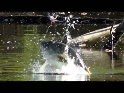 Giant Bass Goes Airborne Chasing a Frog! Topwater Bass Fishing with Spro Popping Frogs.