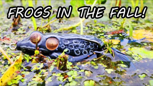 Fishing TOPWATER FROGS in the GRASS for BASS in the Fall!