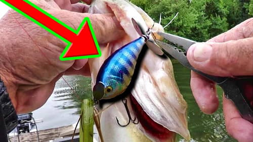 This Topwater Lure Catches TONS Of Fish!!!