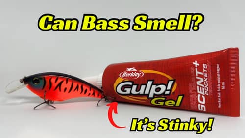 This Study Indicates Bass Can Smell And Taste Extremely Well! How Do You Apply It To Your Fishing?