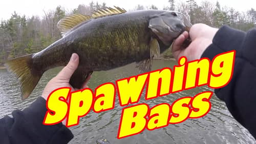 Finding Spawning Bass