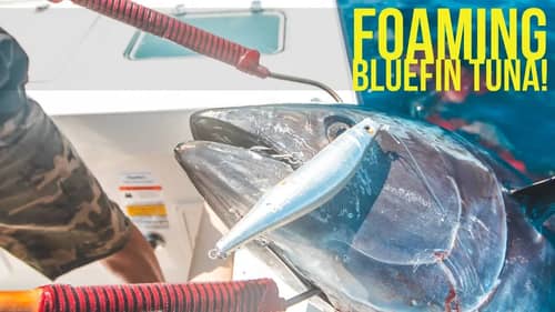Foaming Bluefin Tuna Feeding Frenzy GIANT Tuna Blowup!  Megabass Trigya Pencil
