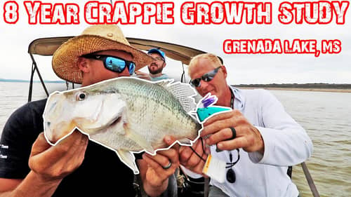 HOW FAST DO CRAPPIE GROW?!? 8-YEAR STUDY ON GRENADA LAKE, MS