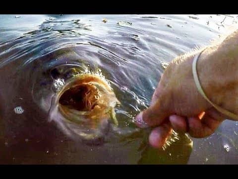 Hand Feeding GIANT Largemouth Bass! (Feat The Fish Whisperer)