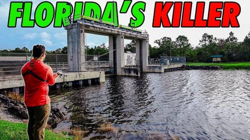 This is Destroying Florida's Waterways... and I Love It